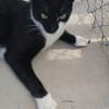 Lebhafter, sozialer Kater Theo