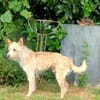 Turpi1 sucht ein Zuhause