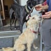Turpi1 sucht ein Zuhause