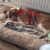 Nini ist eine sanfte, so liebe Hündin!