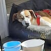 Nini ist eine sanfte, so liebe Hündin!