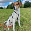 🌟 Cody - junger Bub mit viel Potential
