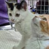 Katzengeschwister Mae & Minima