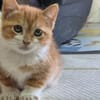 Katzengeschwister Mae & Minima