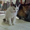 Katzengeschwister Mae & Minima