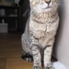 Zutrauliche Katze Alona