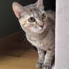 Zutrauliche Katze Alona