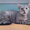 Zutrauliche Katze Alona