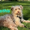 Mathis - anhänglich und aktiv 08/22 DE
