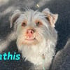 Mathis - anhänglich und aktiv 08/22 DE