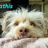Mathis - anhänglich und aktiv 08/22 DE