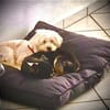 Aliz und Pacollino Love Story