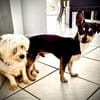 Aliz und Pacollino Love Story