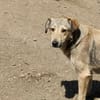 Sandy sucht ein Zuhause