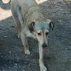 Sandy sucht ein Zuhause