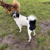 Charlie sucht sein Menschen