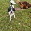 Charlie sucht sein Menschen
