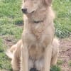 Lina, leinenführig, offen, aufgeweckt