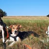 Jungrüde Kurzhaarcollie mix Flynn