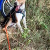 Jungrüde Kurzhaarcollie mix Flynn