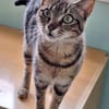 Sanfte, freundliche Katze Marta