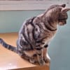Sanfte, freundliche Katze Marta