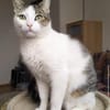 Brian FIV+ sucht dich
