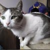 Brian FIV+ sucht dich