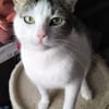 Brian FIV+ sucht dich