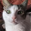 Brian FIV+ sucht dich