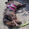 Betty