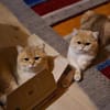 Karlchen und louis