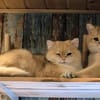 Karlchen und louis
