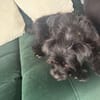Struppi sucht ein Zuhause