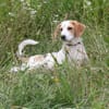 Sunny - gute Laune auf Familiensuche
