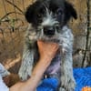 Lilo, nettes Hundemädchen sucht Zuhause