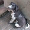 Lilo, nettes Hundemädchen sucht Zuhause