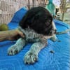 Lilo, nettes Hundemädchen sucht Zuhause