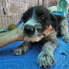 Lilo, nettes Hundemädchen sucht Zuhause