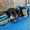 Lilo, nettes Hundemädchen sucht Zuhause