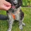 POLLY -rundum tolles Hundekind-