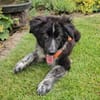 POLLY -rundum tolles Hundekind-