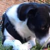 Gustav sucht sein Traum-Zuhause!