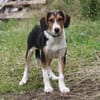 Mia - Körbchen zum Träumen gesucht