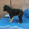 Patty, verspielte Hündin sucht Zuhause