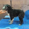 Patty, verspielte Hündin sucht Zuhause