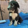 Patty, verspielte Hündin sucht Zuhause