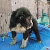 Patty, verspielte Hündin sucht Zuhause