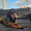 Malna sucht neues Zuhause