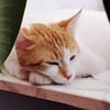 SWEETY - verschmustes Sahnetörtchen